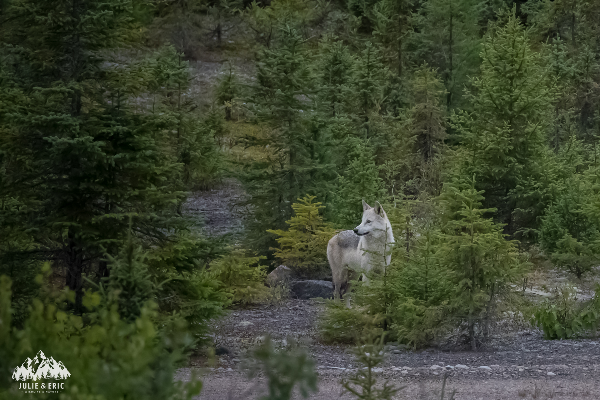 &copy;_JEWN_Loup-10.jpg