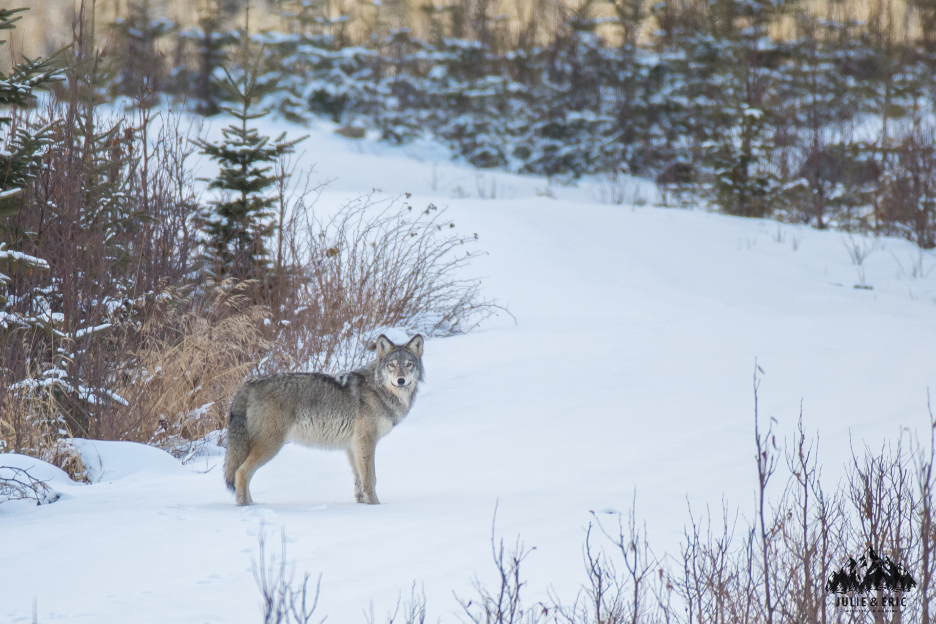 &copy;_JEWN_Loup-9.jpg