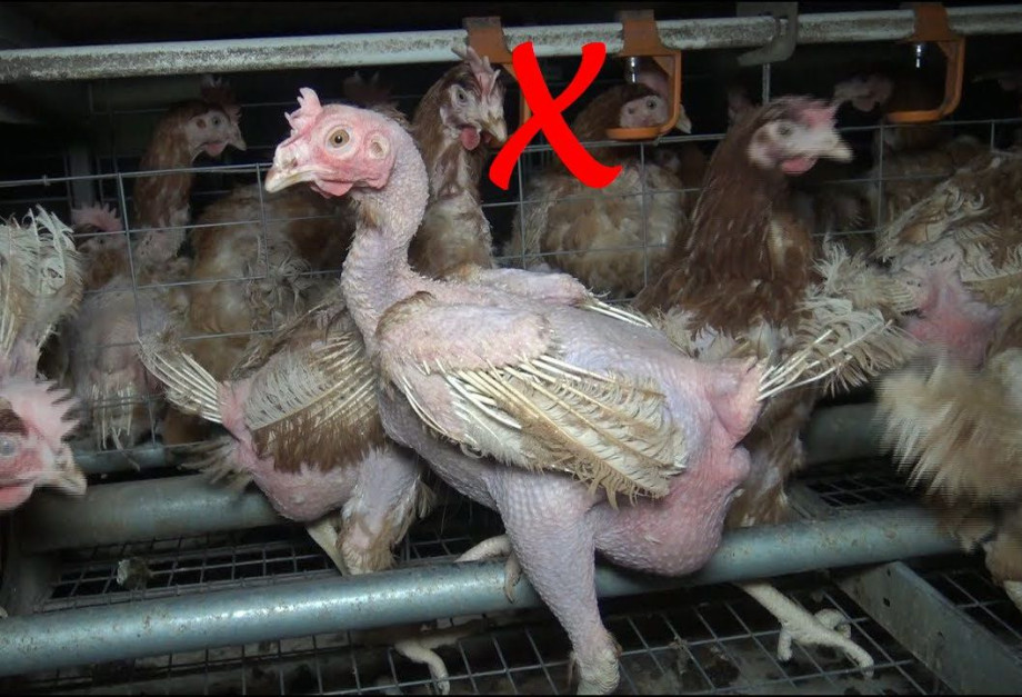Poulets_NON11.jpg